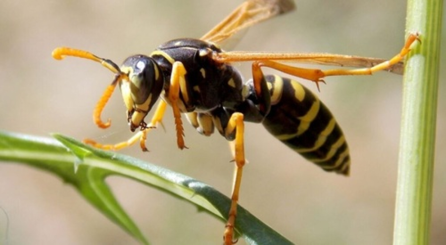 Veneno de marimbondo pode ajudar a tratar o Alzheimer.