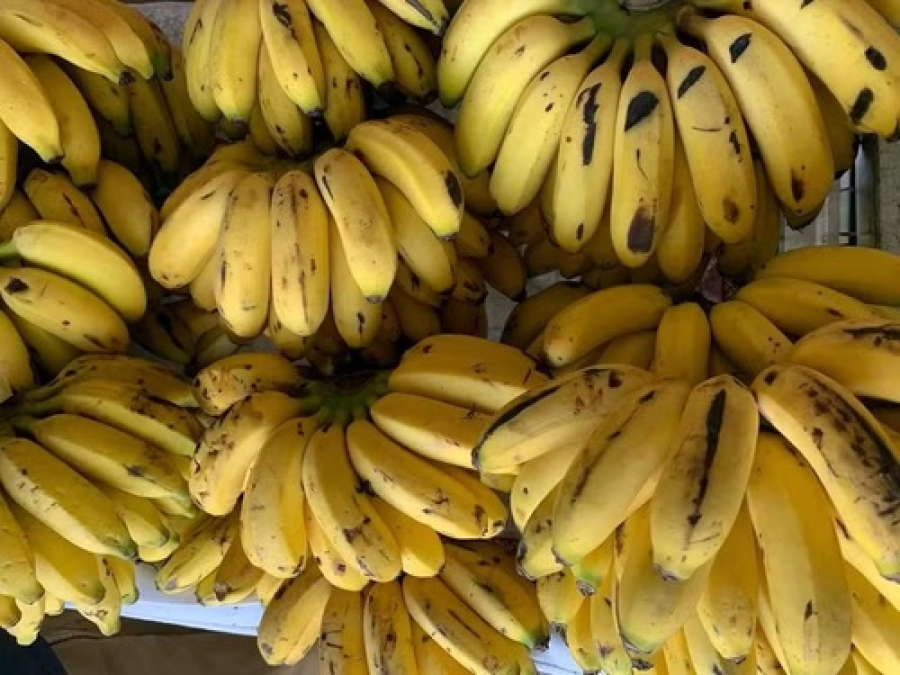 Por que especialistas recomendam comer uma banana pela manhã??