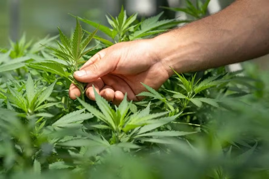 Governo adia definição de regras para plantar cannabis