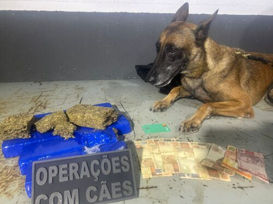 Acidente em Maringá revela transporte de drogas