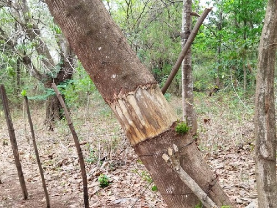 Esquema criminoso para derrubada de árvores.