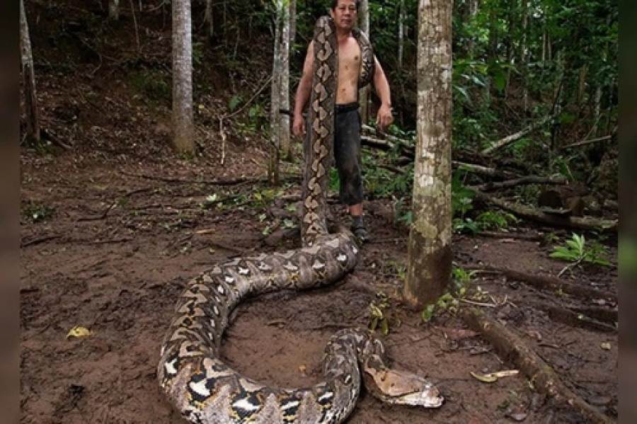 Píton entra no Guinness como a maior cobra 