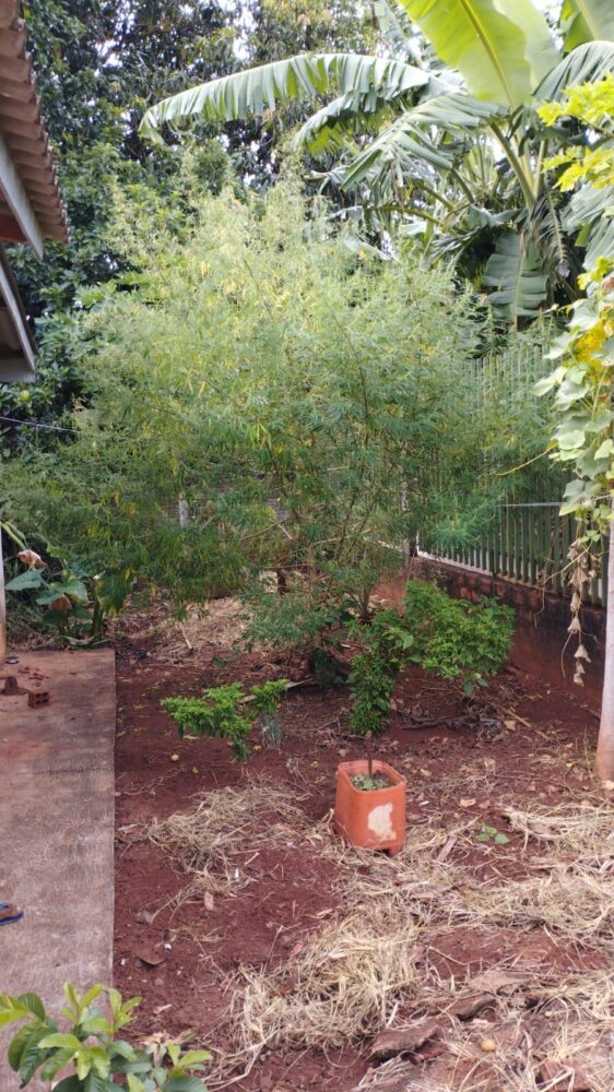 Polícia encontra pé de maconha de + de 2 metros