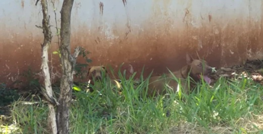 Tutor dos cães presta depoimento.