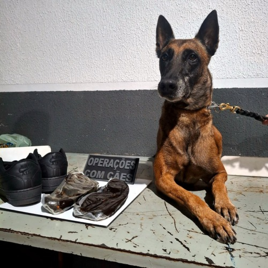 ROMU localiza droga avaliada em R$ 120 mil 