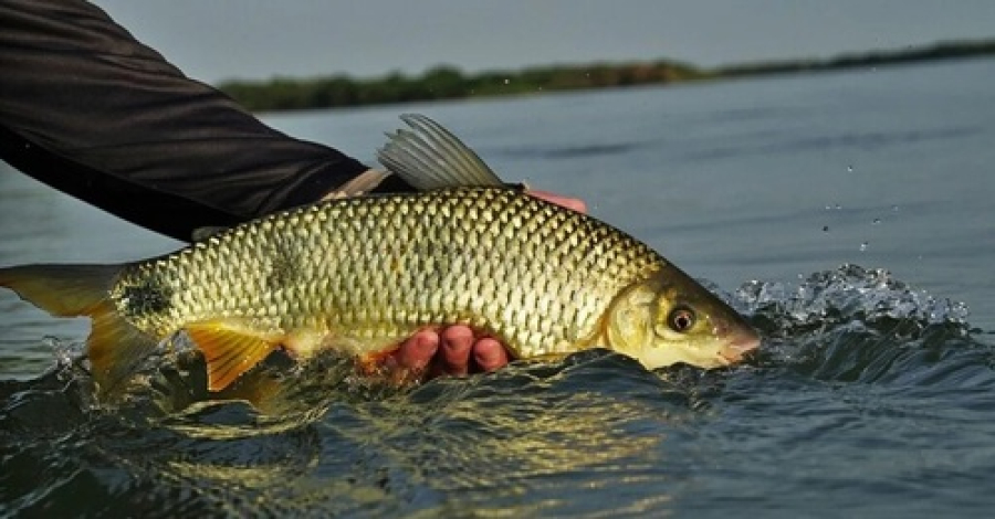 Período de defeso da Piracema termina neste domingo.