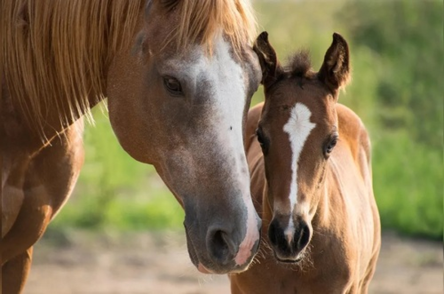 Ladrões cortam cercas e furtam cavalos de fazenda 