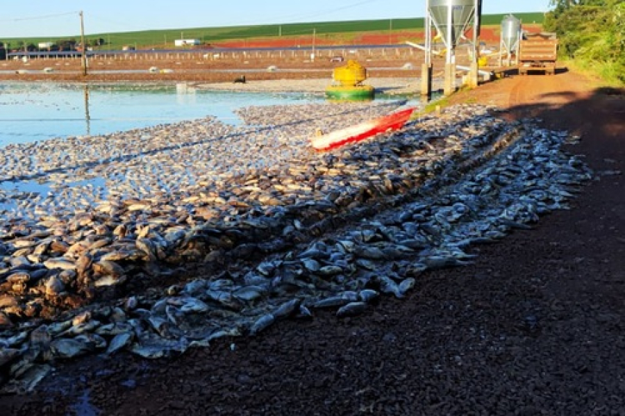Piscicultor perde 900 mil kg de tilápias