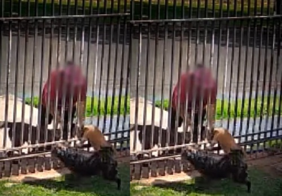 Ataque de cão gera cobrança de vereador