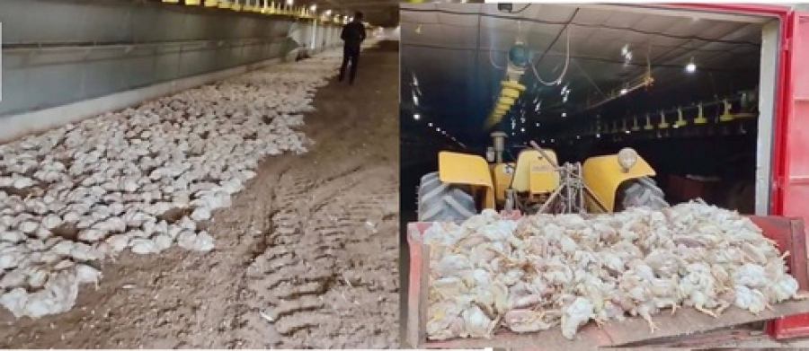 Falta de energia provoca morte de frangos