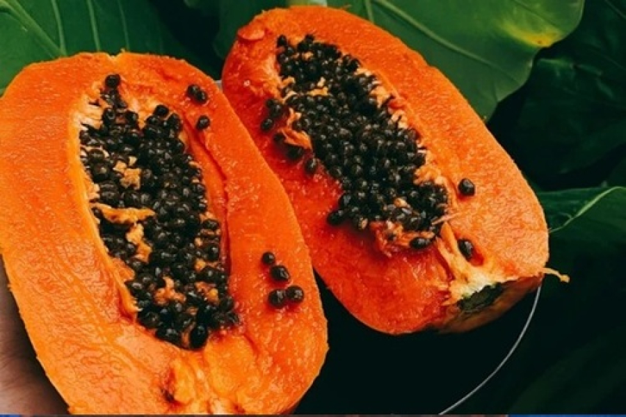 Criado método contraceptivo à base de mamão