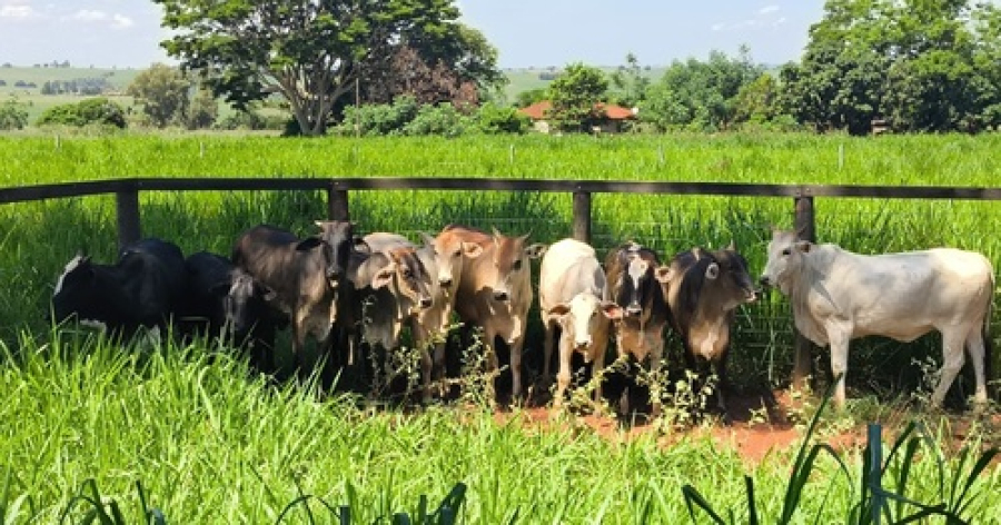 PM recupera animais furtados em Querência.