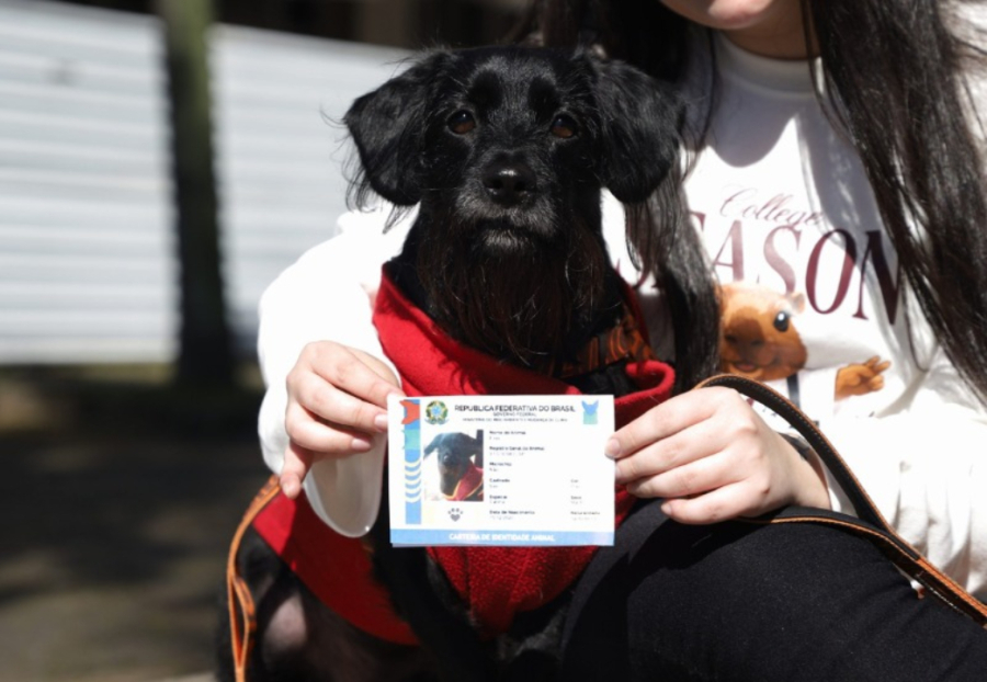 Primeiro ano de ProPatinhas e SinPatinhas
