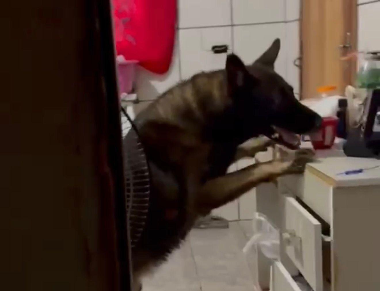 Operação Policial desarticula ponto de tráfico