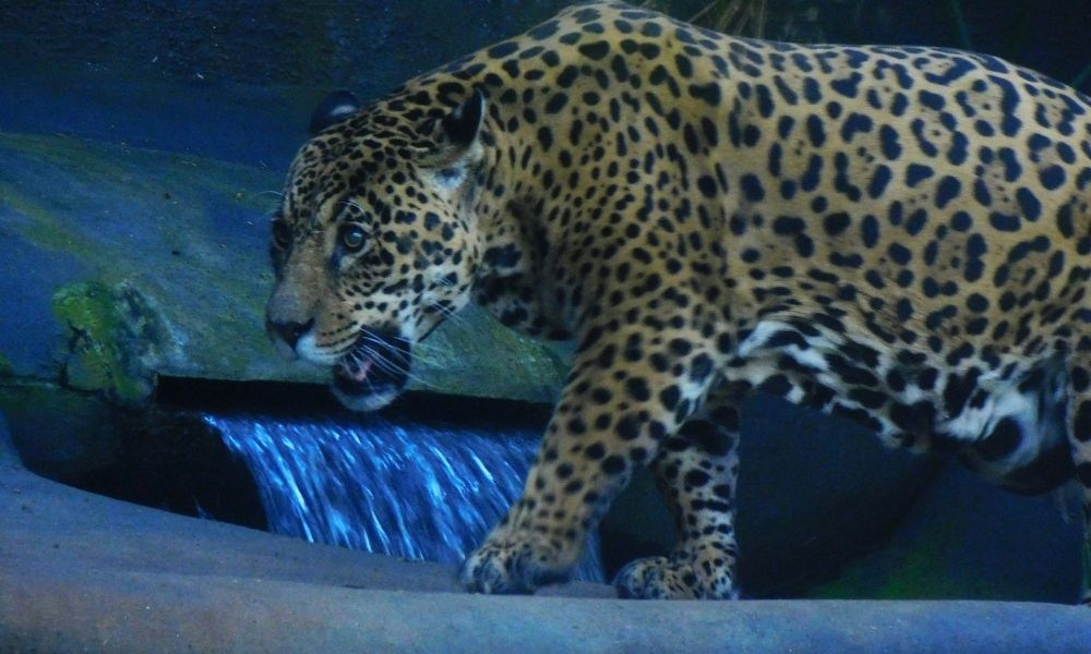 Onça ataca criança de 8 anos em Goiás 