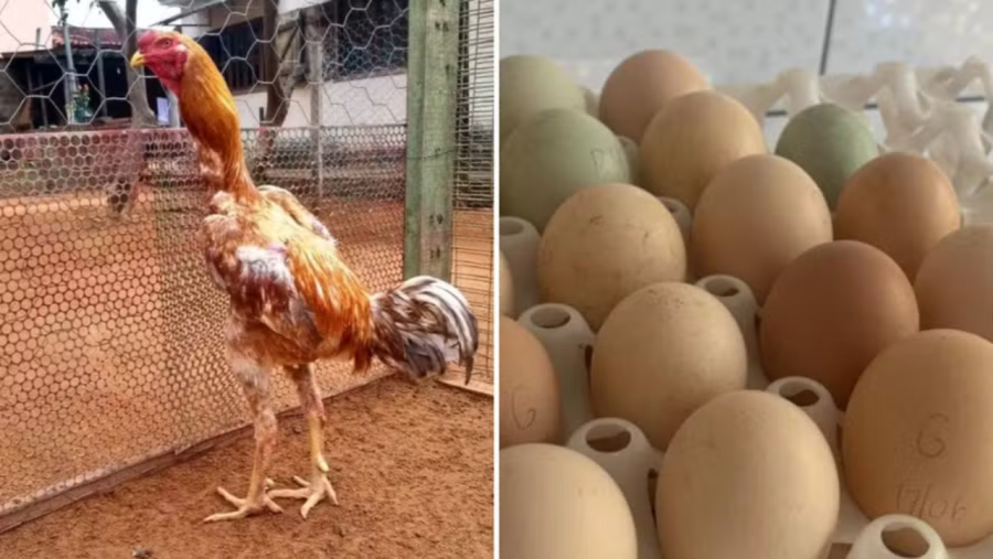Ovos a R$ 2 mil a dúzia. Você pagaria???