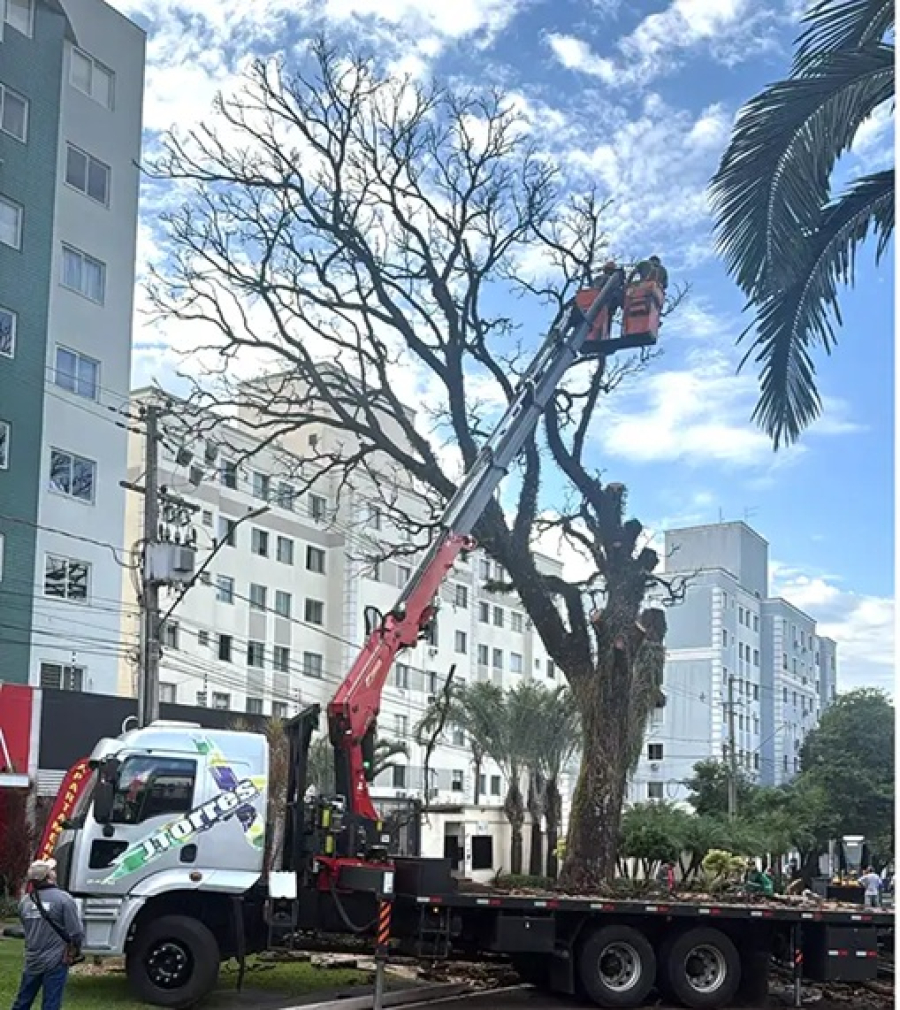 Ex-prefeito João Ivo lamenta remoção do cedro