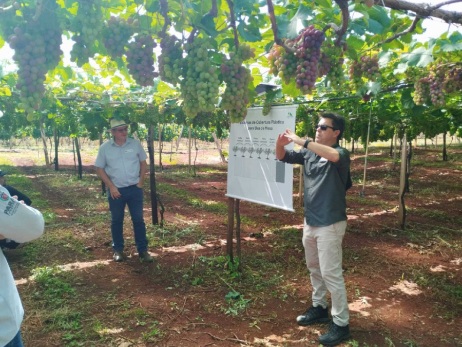 Marialva sedia 2ª Jornada Tecnológica em Fruticultura nesta quinta-feira 