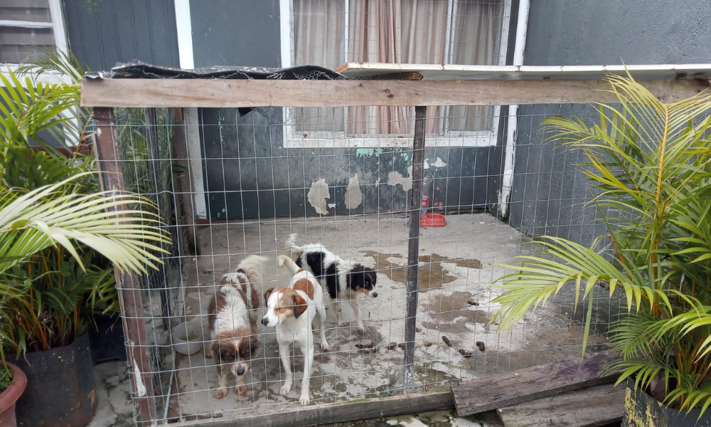SP endurece punições para maus-tratos a animais