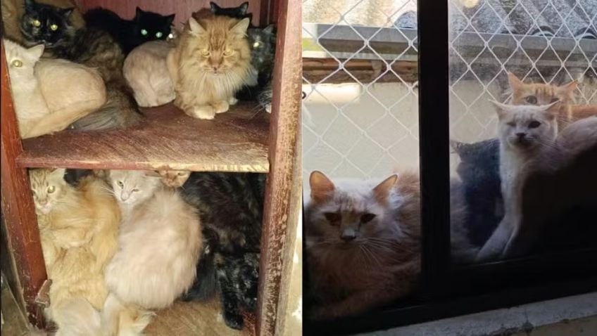 Polícia investiga mulher que tem 400 gatos