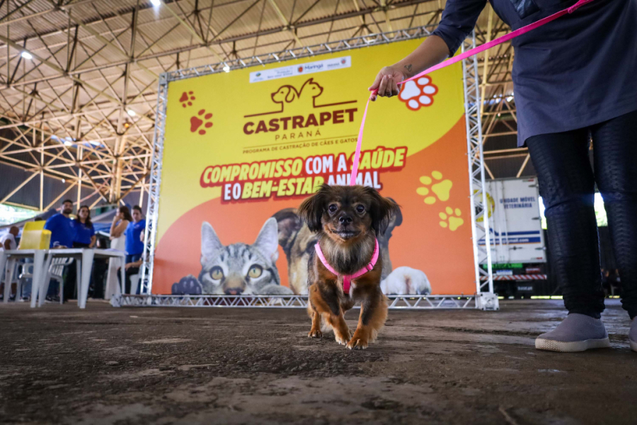  CastraPet Paraná vai passar por 37 municípios nos próximos dias.