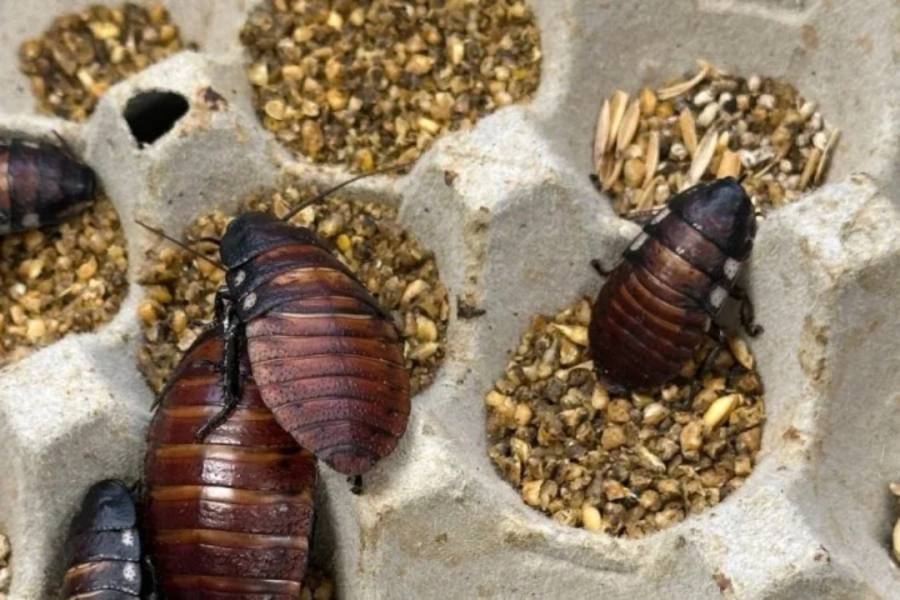 Austrália apreende mais de 100 mil baratas 