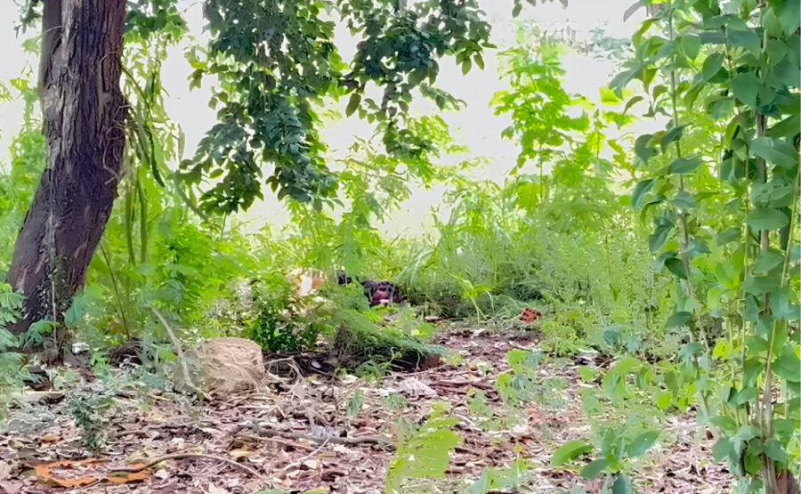 Adolescente é encontrada morta em área de mata