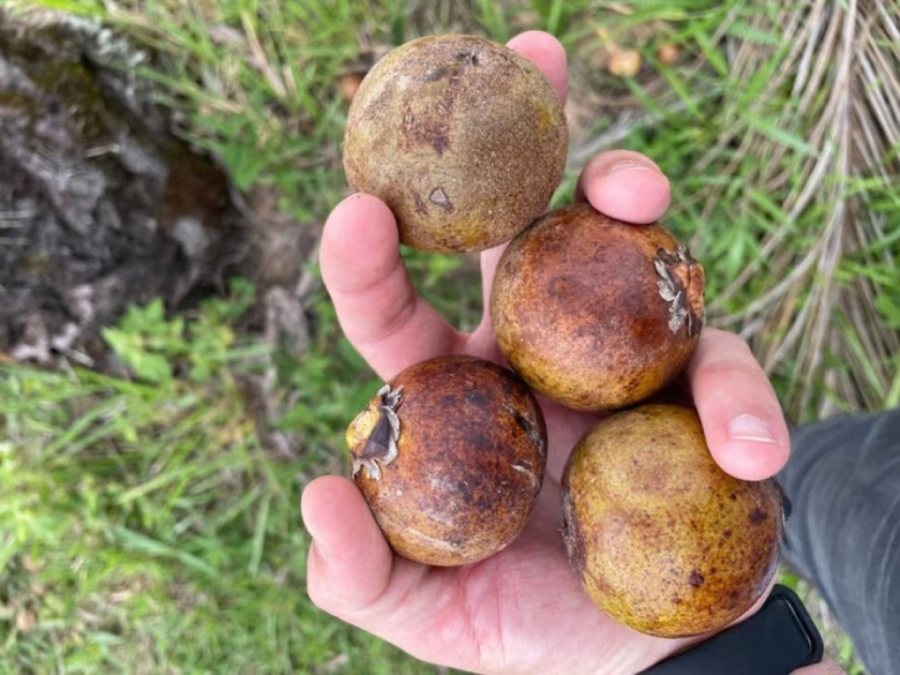 A superfruta brasileira que dá de 10 no azeite de oliva.