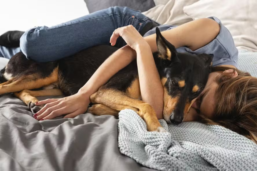 O cão é o melhor amigo do homem???