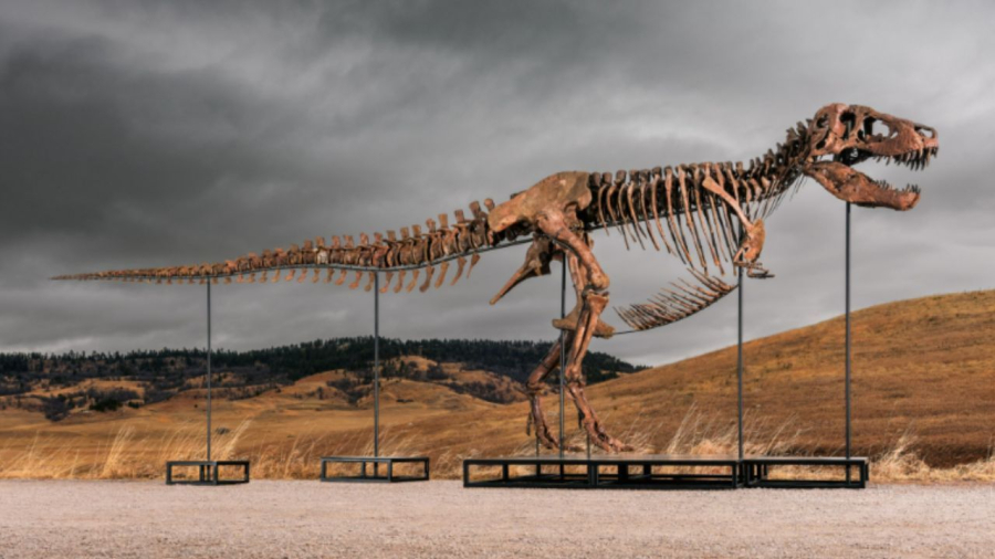 T.Rex é vendido por US$ 50 milhões