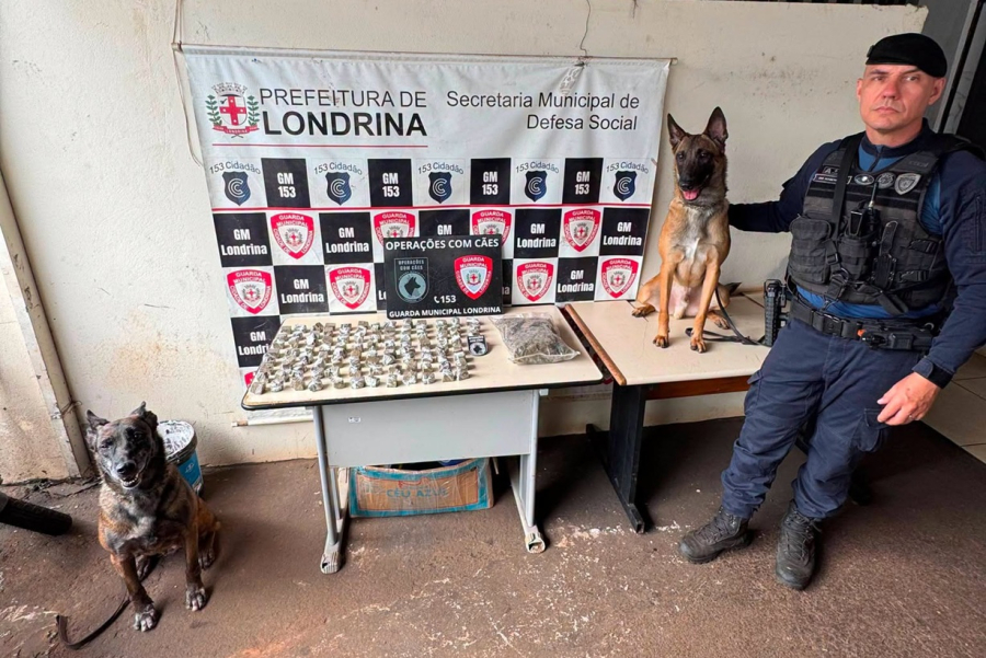 GML apreende maconha e flores da droga.