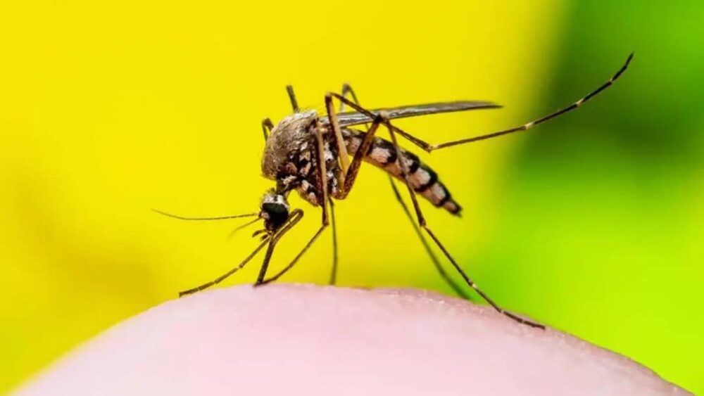 El Niño pode aumentar a chikungunya e dengue.