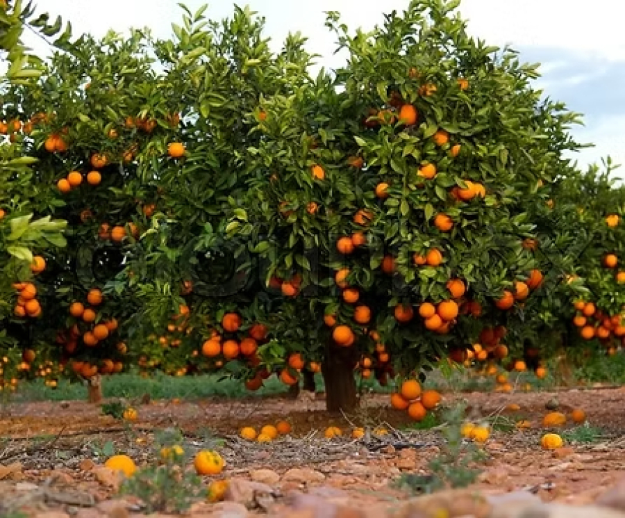 Suco de laranja fica de fora das tarifas adicionais.