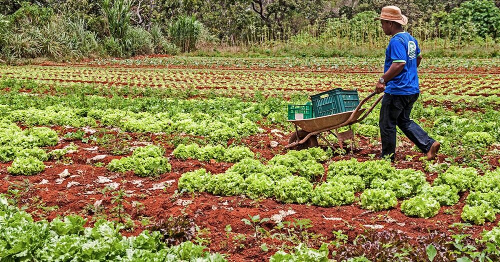 40% da merenda são da agricultura familiar