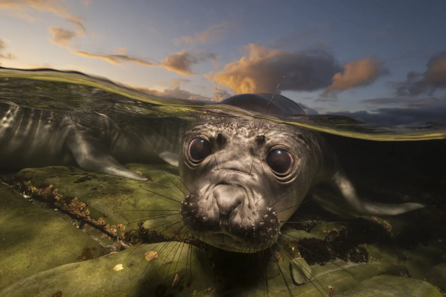 Concurso Fotógrafo Oceânico anuncia finalistas