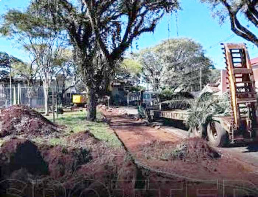 Retirada de tamareiras em Maringá vai ao MP.