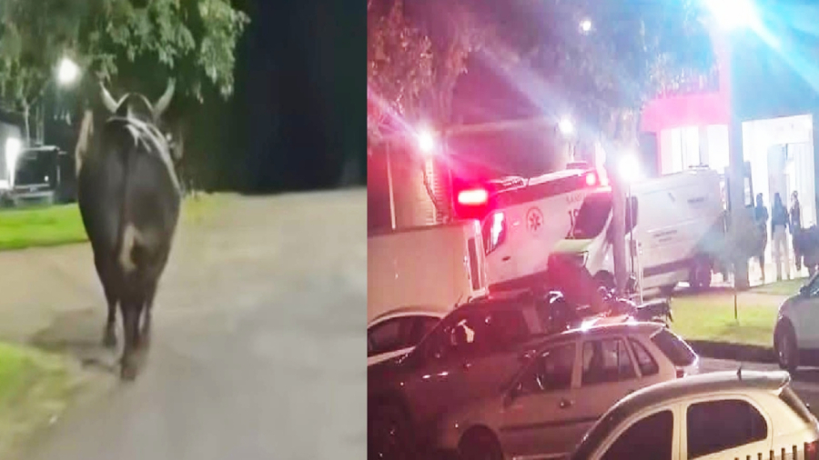 Mulher morre após ser atingida por touro