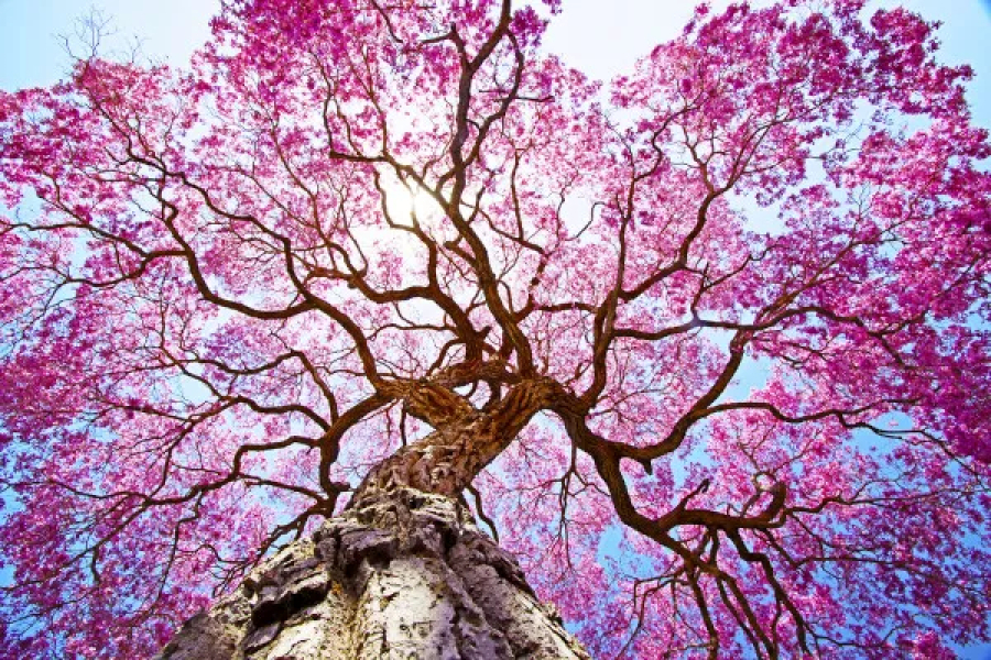 Primavera começa hoje a noite com previsão de calor acima da média