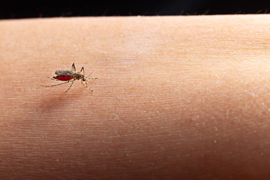 Dengue permanece sob controle em Sarandi.