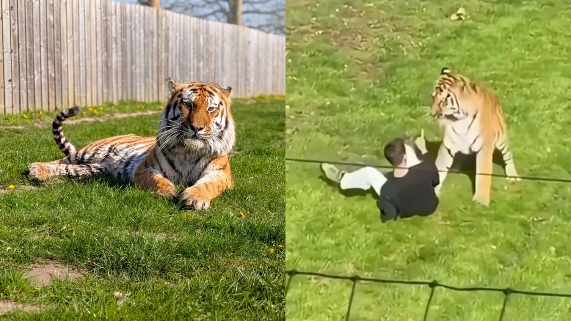 Homem morre após entrar em recinto de tigre na Inglaterra