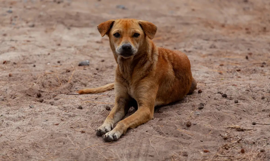Pesquisa aponta que mais de 80% dos tutores adotaram seus pets