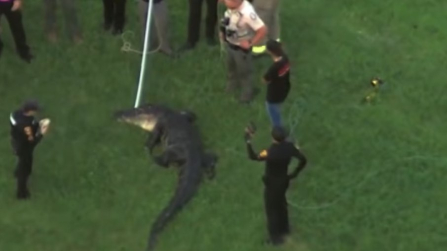 Homem morre após ser arrastado para lago por jacaré.