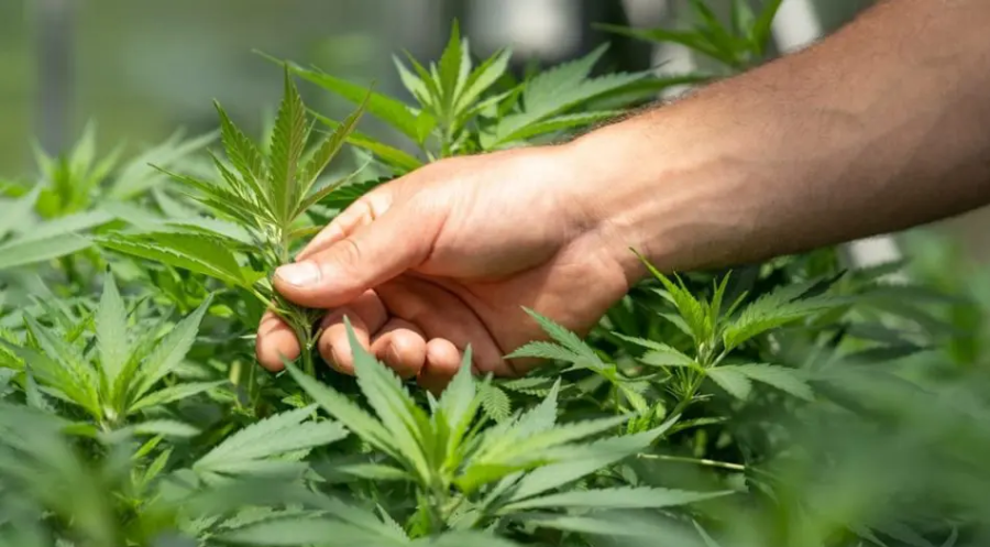 Usuário pego com até 40 g de maconha será encaminhado para tratamento