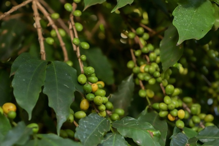 Café de Mandaguari conquista Indicação Geográfica 