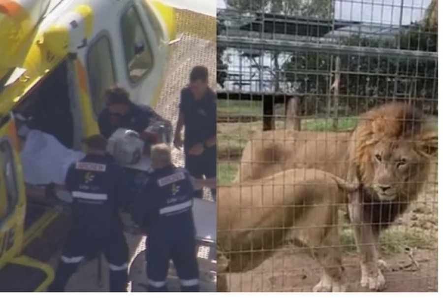 Mulher é ferida por leão em zoológico
