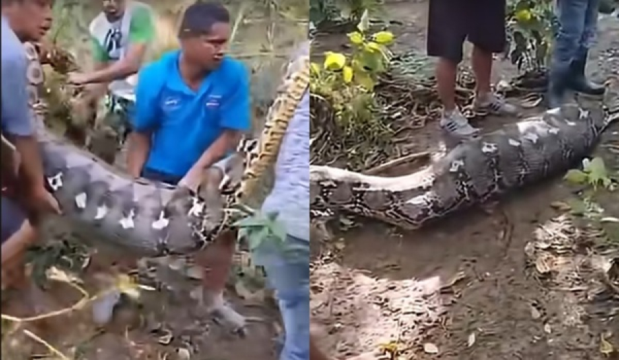 Agricultor é encontrado em estômago de cobra gigante