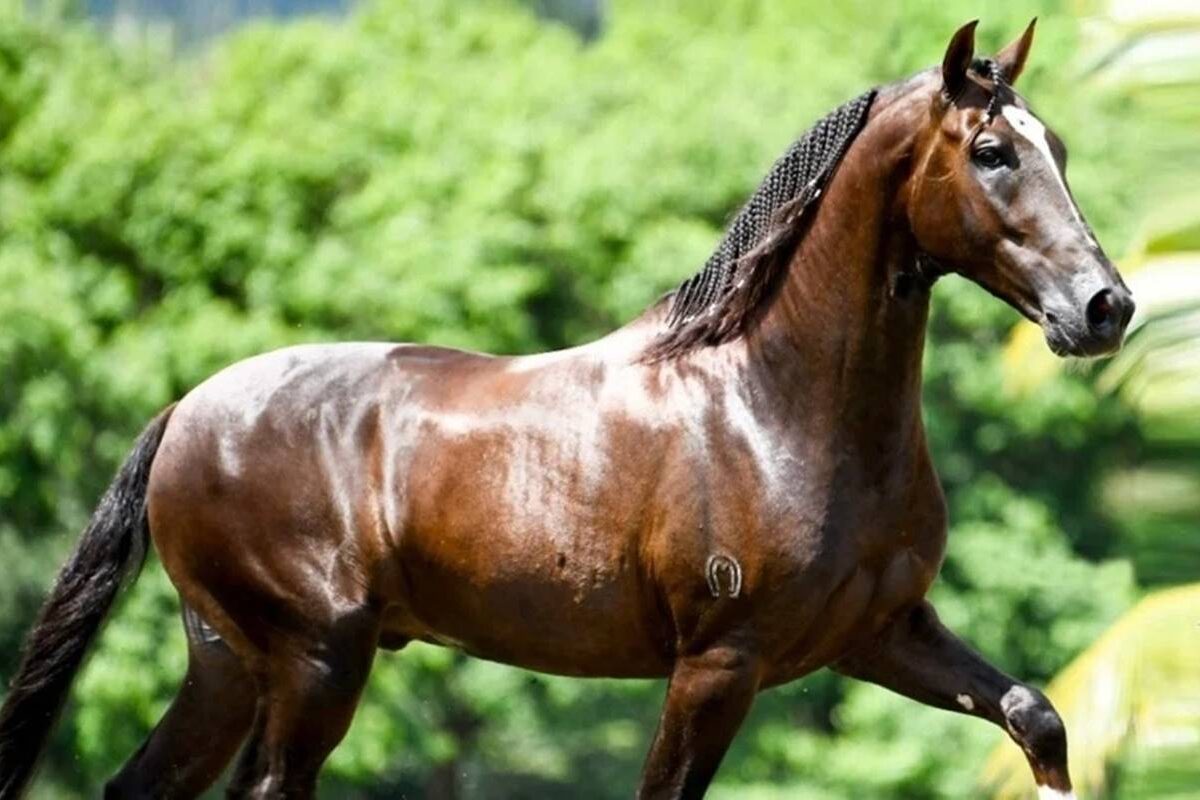 Ração tóxica mata 245 cavalos em 4 estados