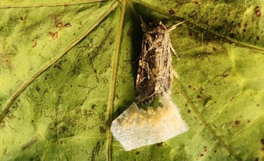 Animais reagem a sons 'secretos' de plantas